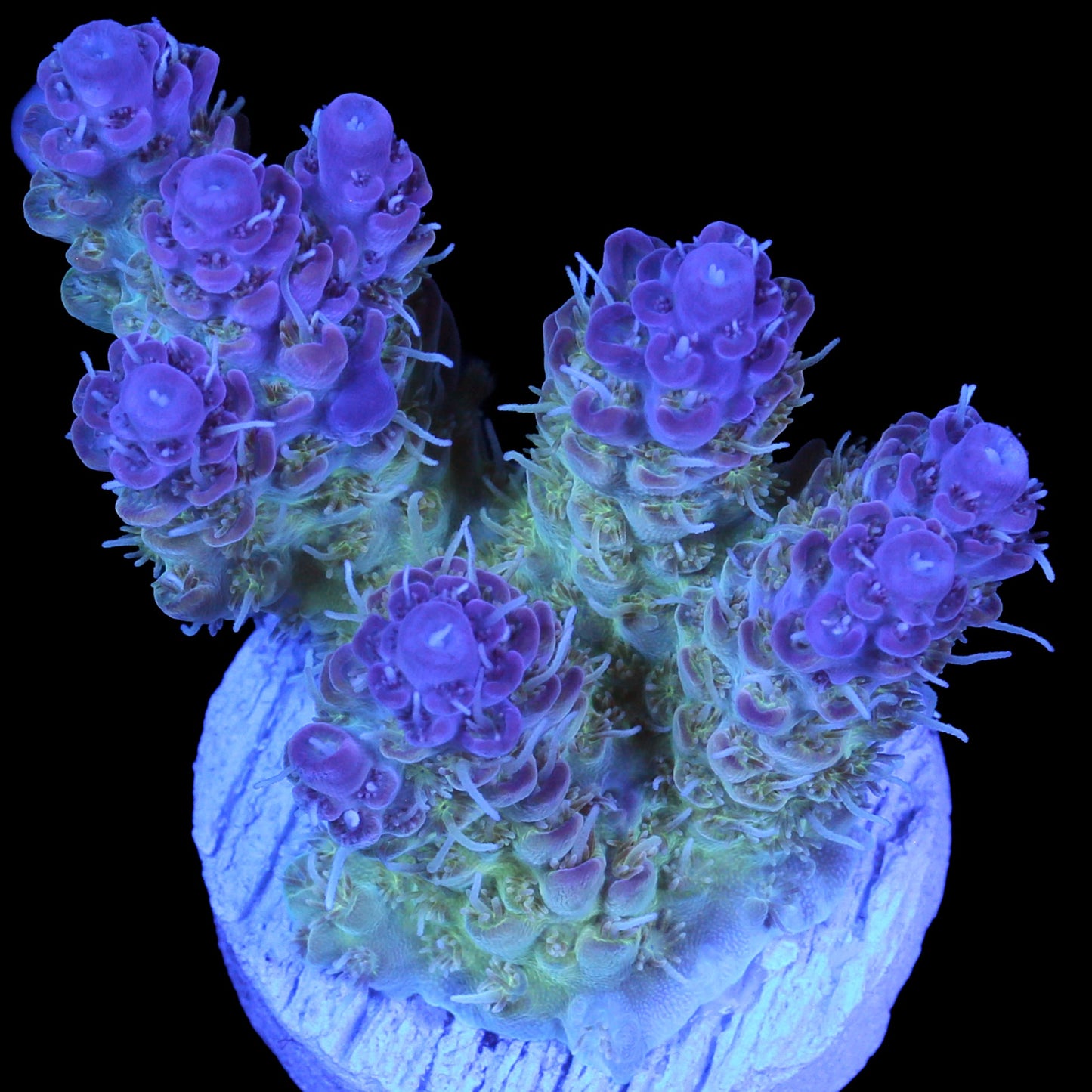 Aussie Pink Tip Tabling Acropora Coral