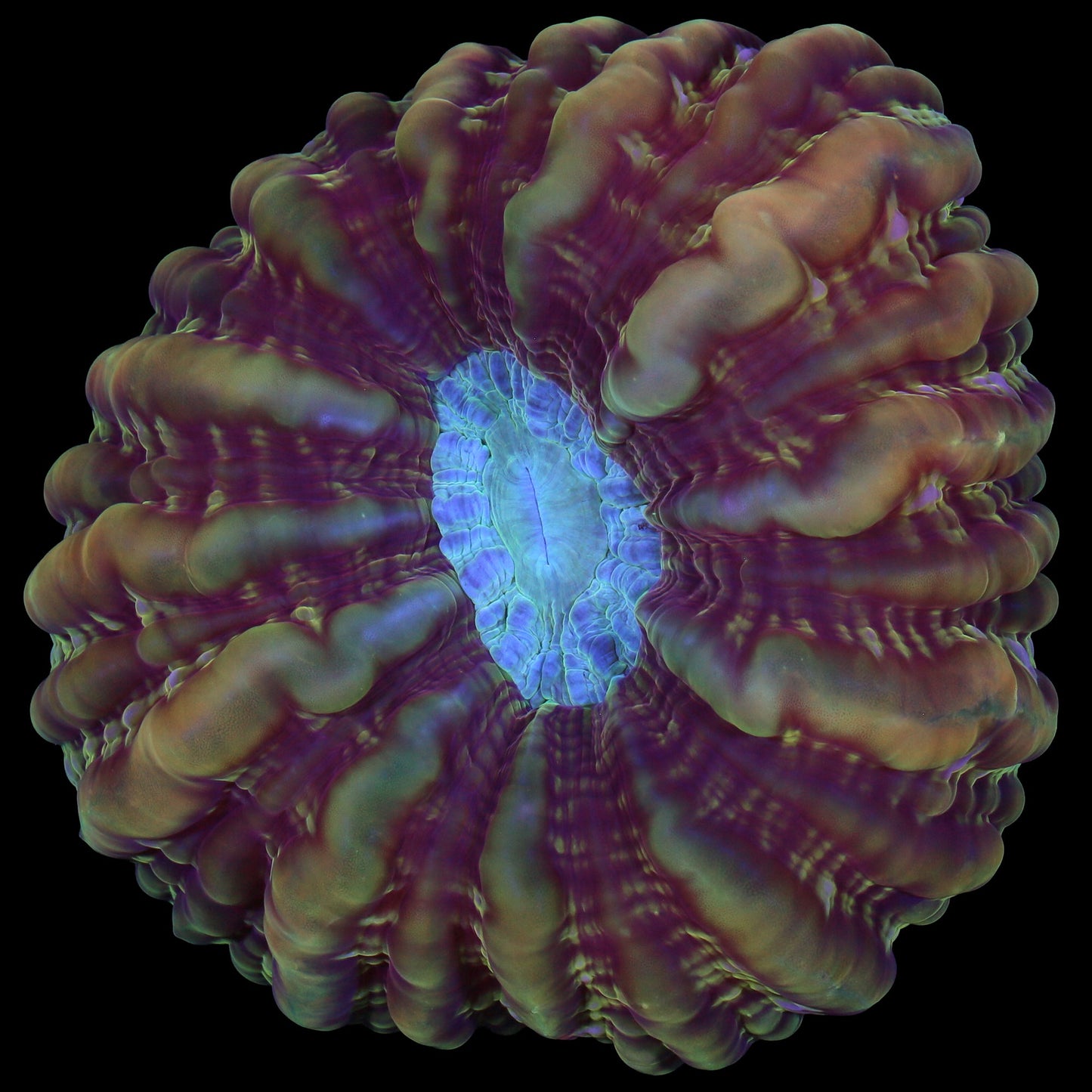 Firestorm Cynarina Coral
