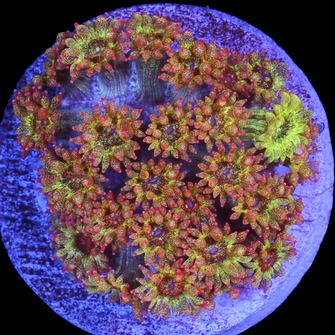 Golden Glitter Bernardpora Coral