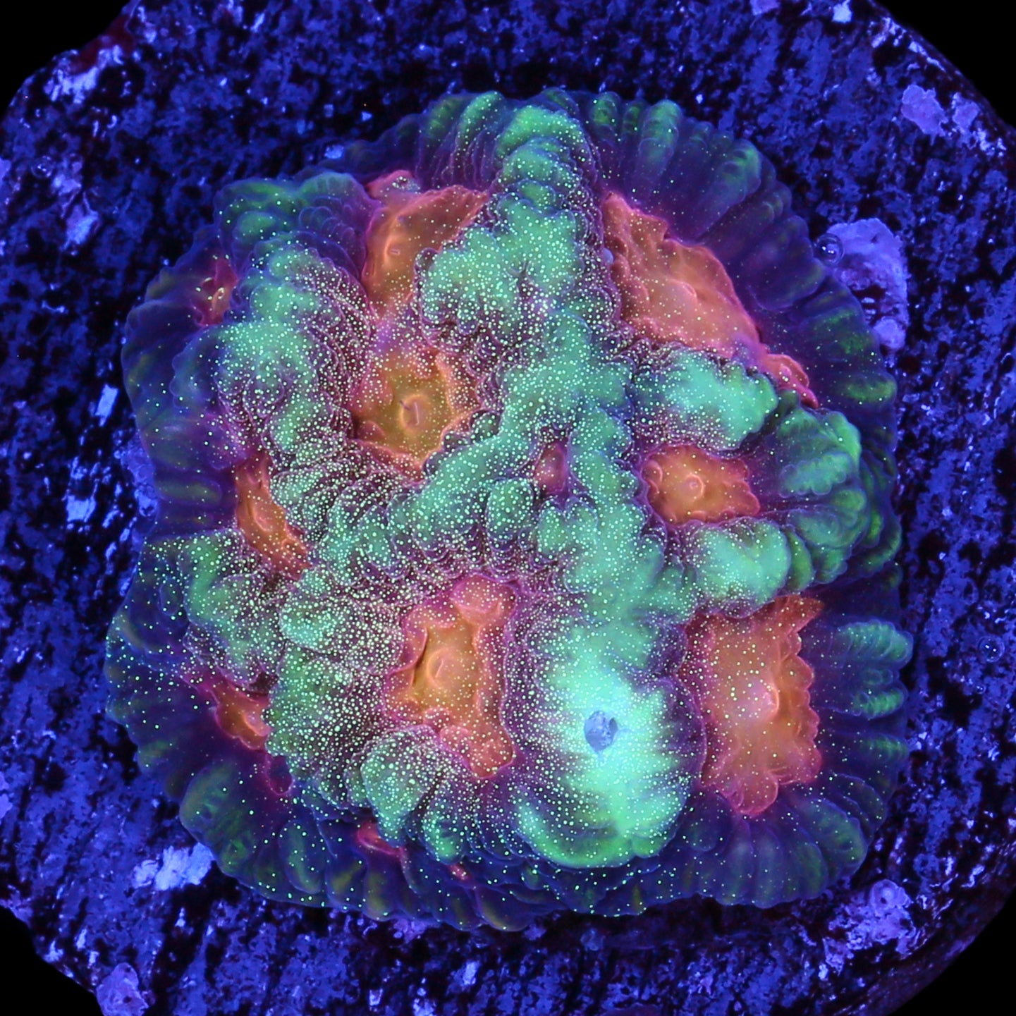 Baby's Breath Favia Coral