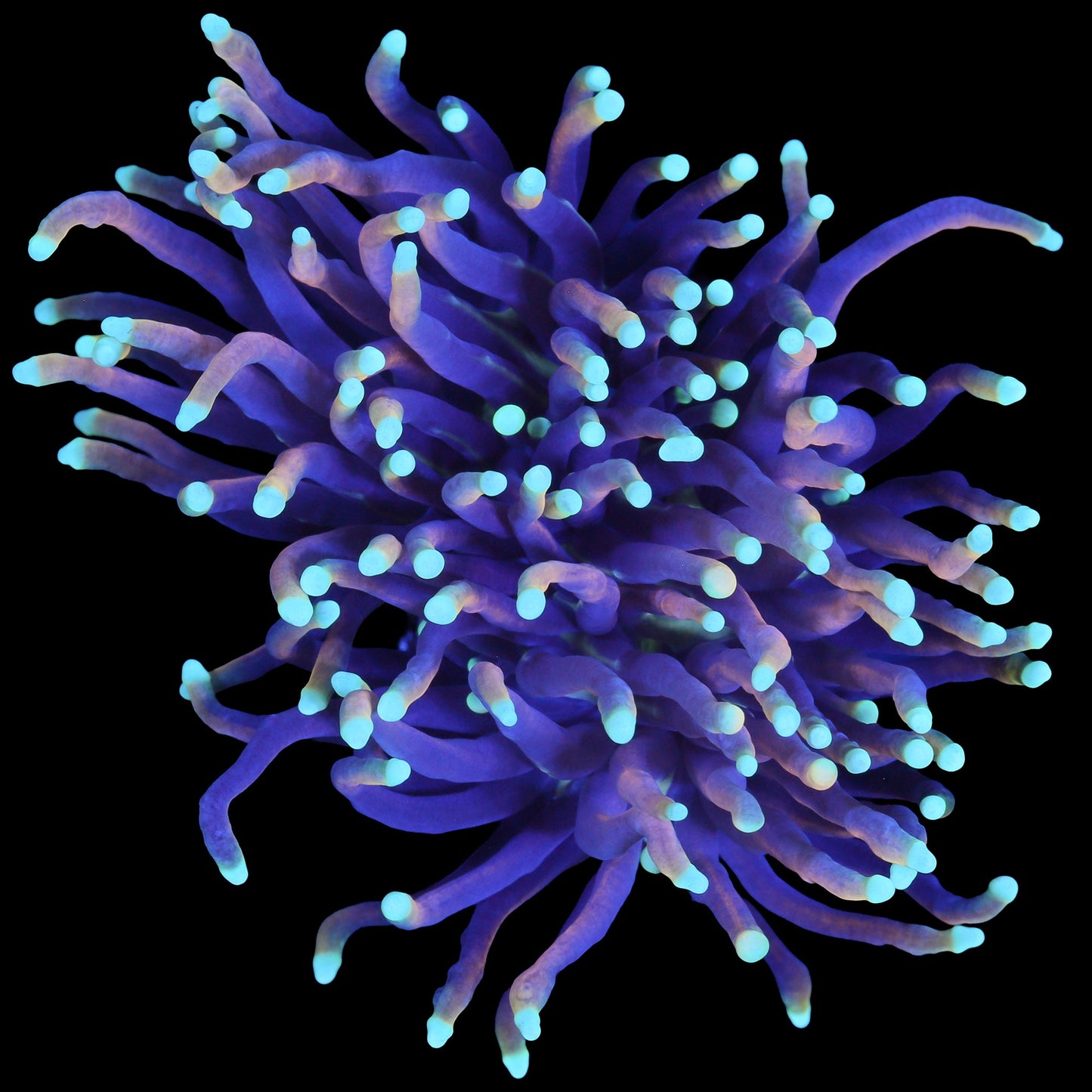 Indo Gold Torch Coral