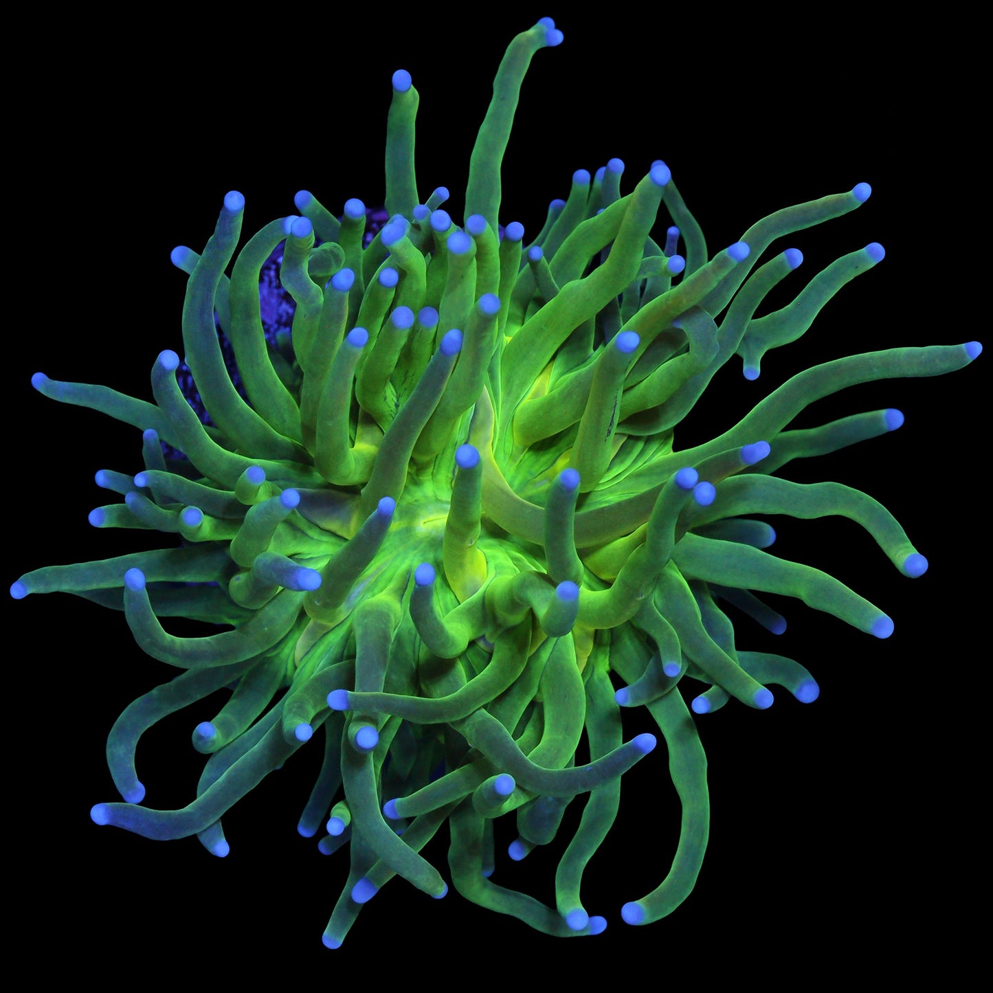 Electric Green Torch Coral