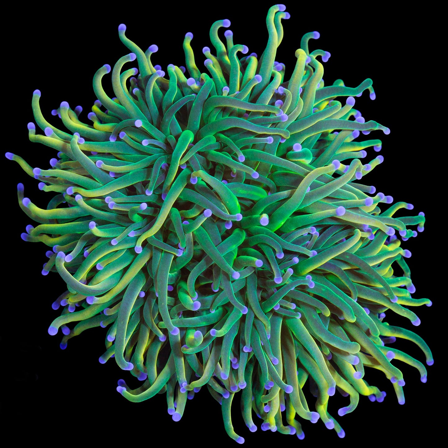 Holy Grail Torch Coral