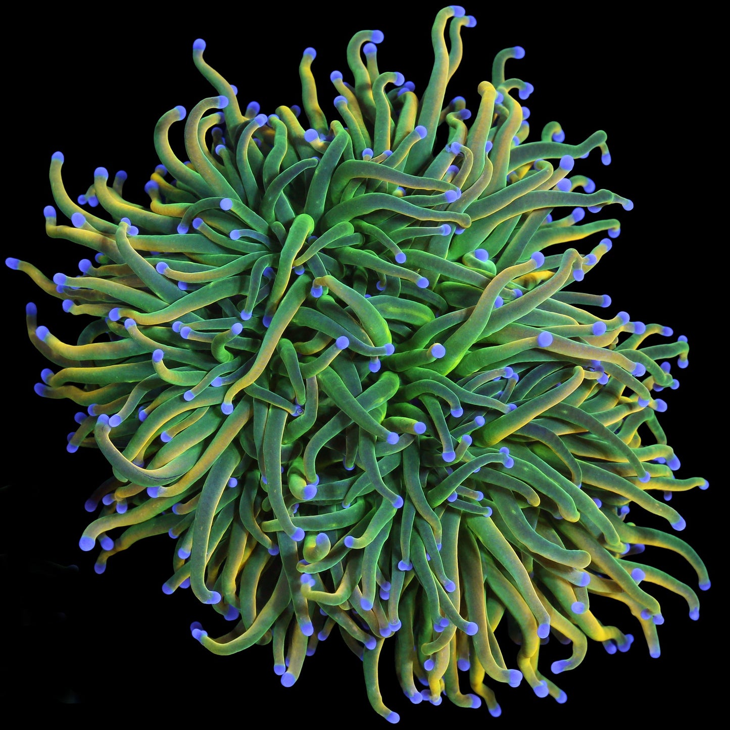 Holy Grail Torch Coral