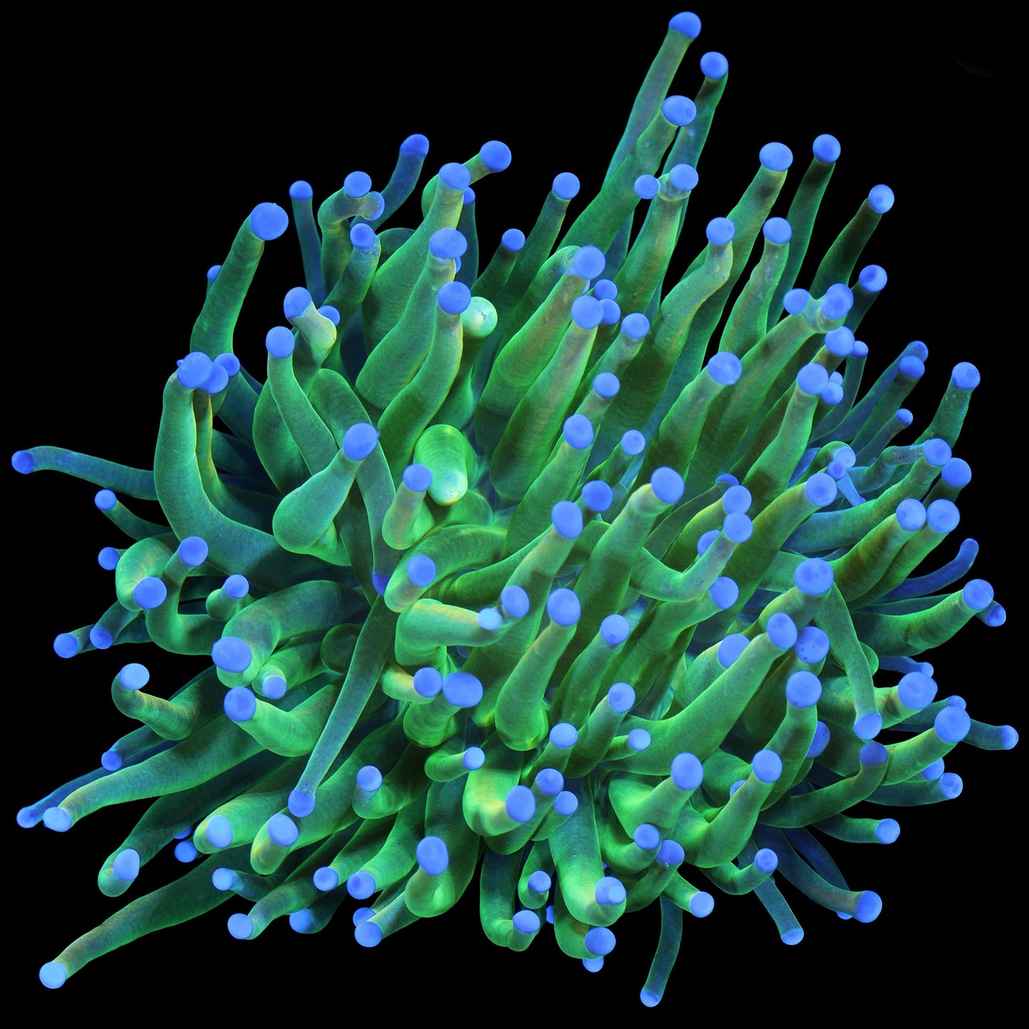 Holy Grail Torch Coral