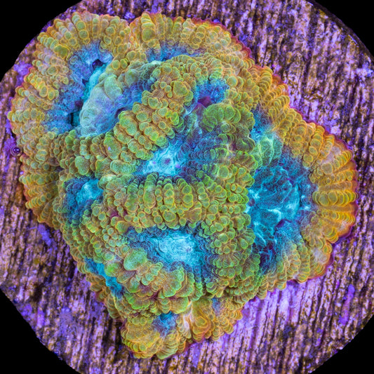 Blue Flame Favia Coral
