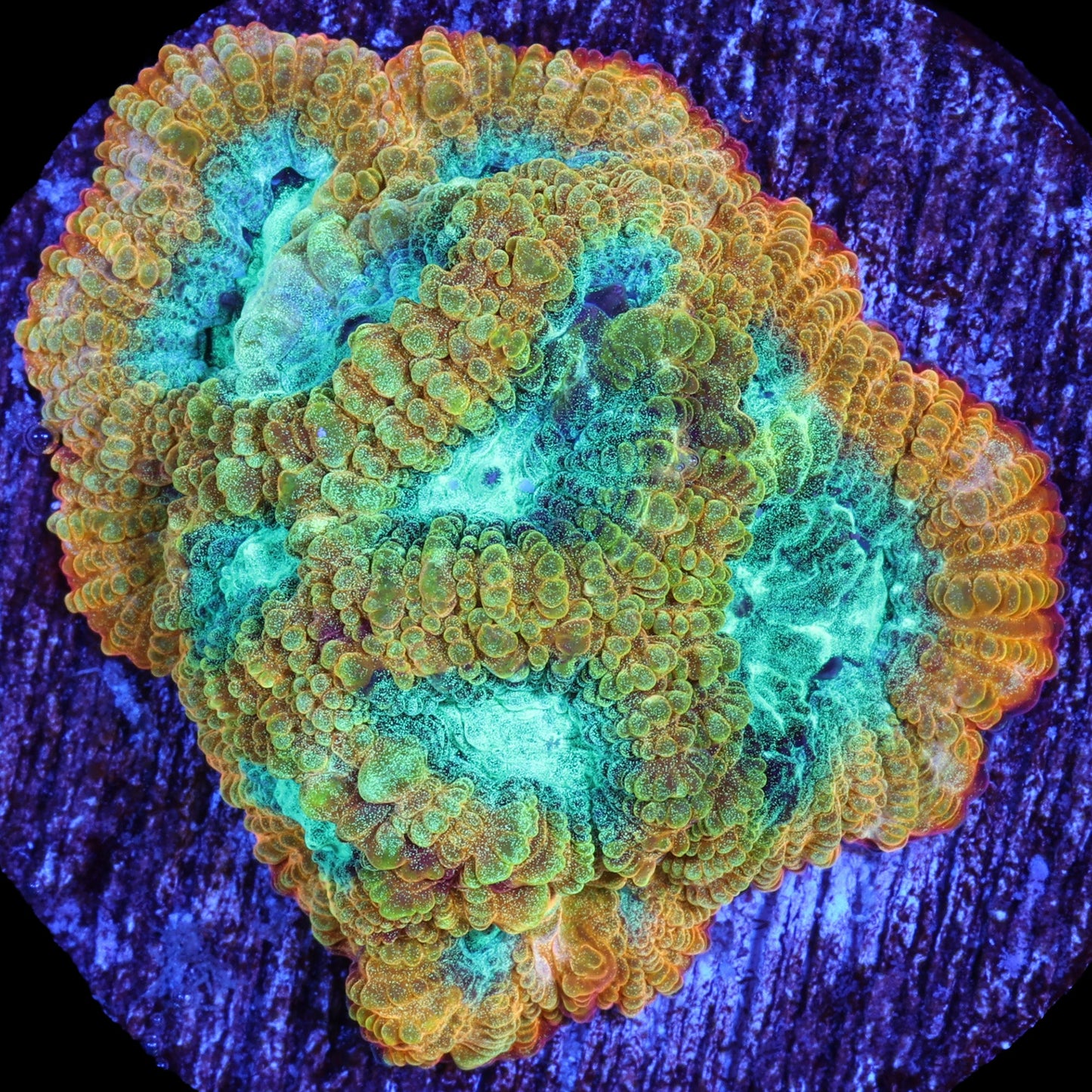 Blue Flame Favia Coral
