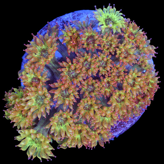 Golden Glitter Bernardpora Coral