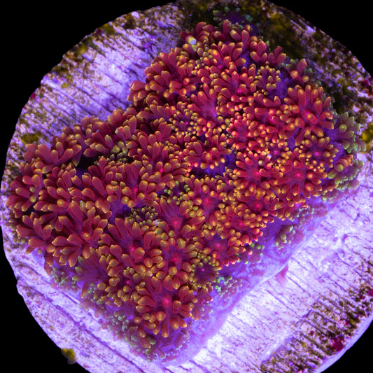 Golden Glitter Bernardpora Coral