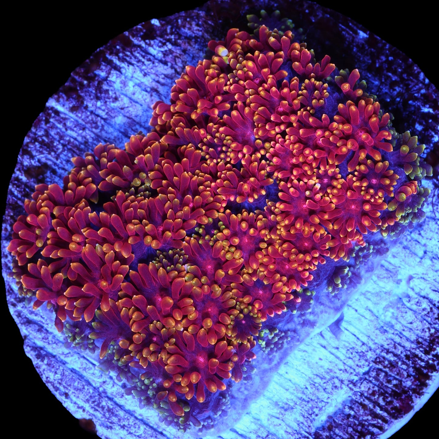 Golden Glitter Bernardpora Coral
