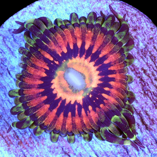 Vivid's Rainbow Incinerator Zoanthids