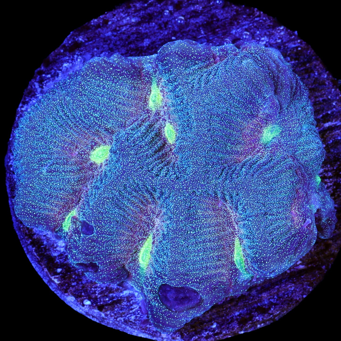 Golden Eye Platygyra Coral