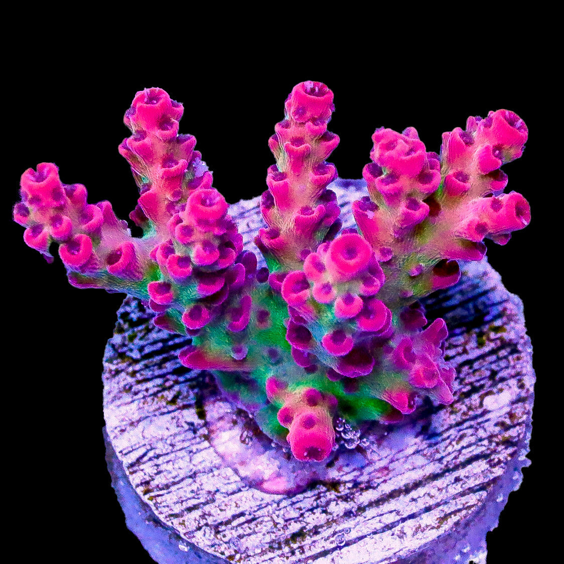 Dippin Dots Acropora Coral