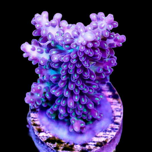 Ice Titan Acropora Coral