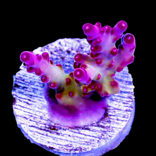 Frozen Plasma Acropora Coral