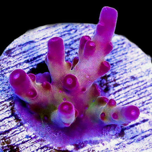 Frozen Plasma Acropora Coral