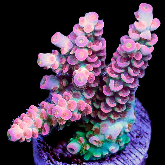 Circus Freak Acropora Coral