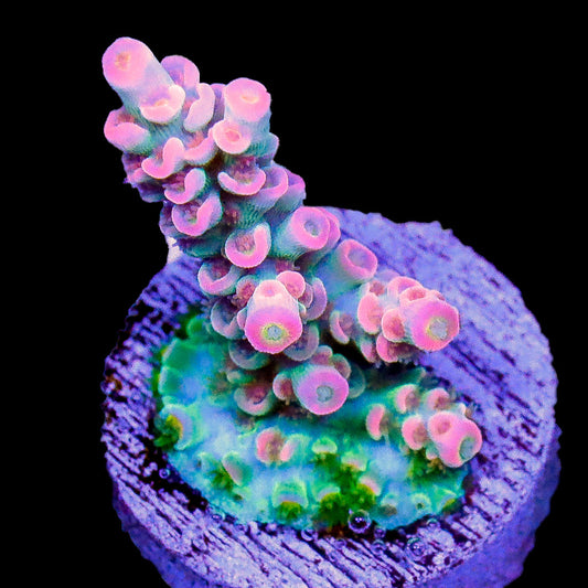 Circus Freak Acropora Coral