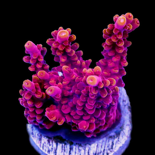Ghost Pepper Acropora Coral