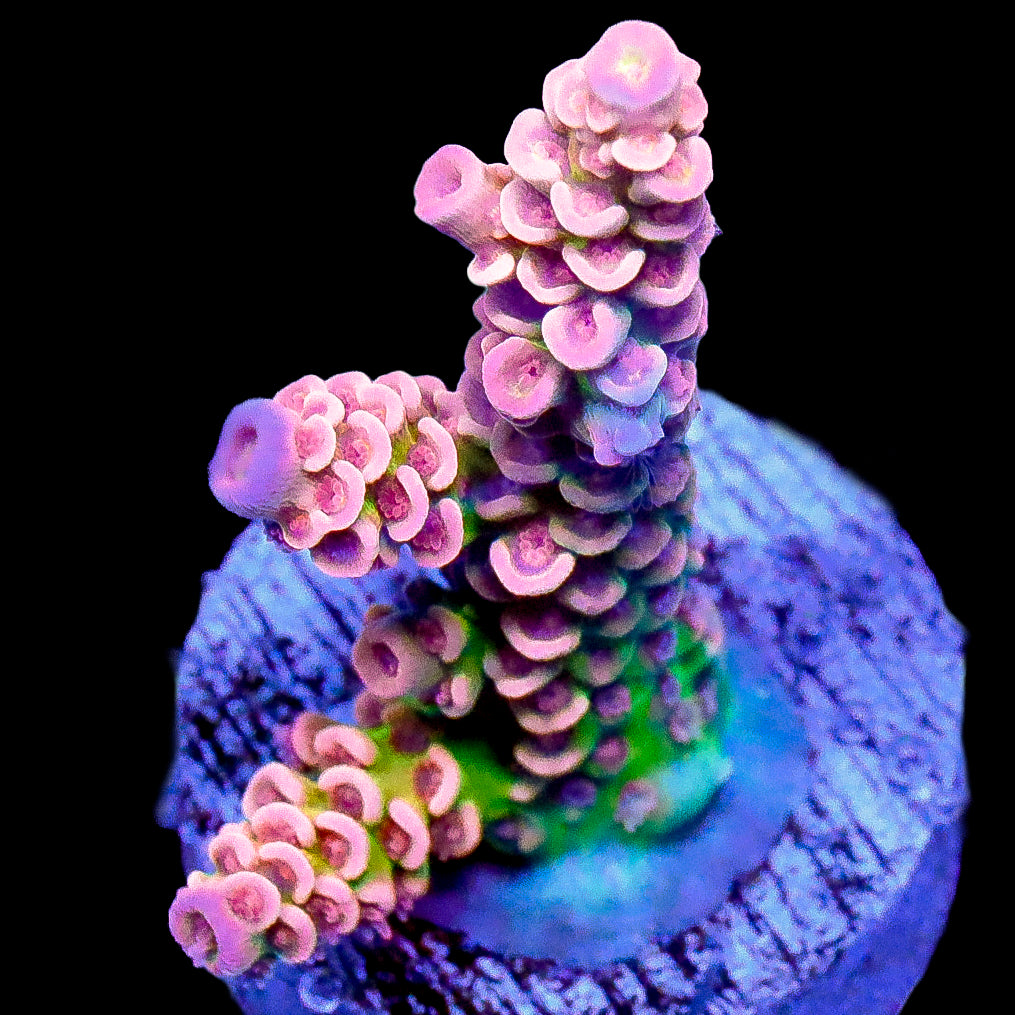 Halle Berry Acropora Coral
