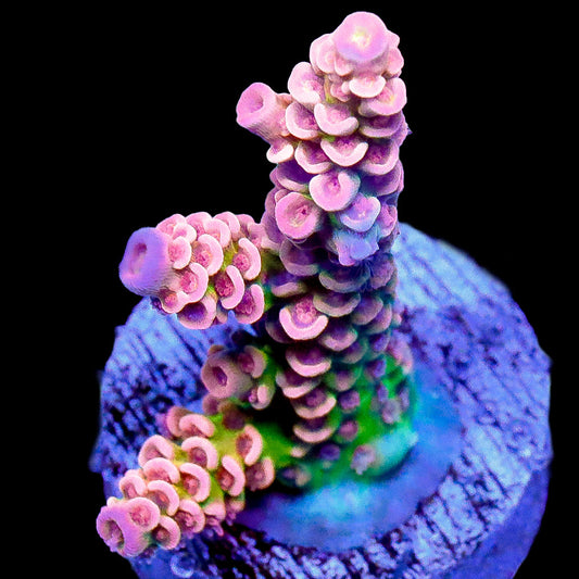 Halle Berry Acropora Coral