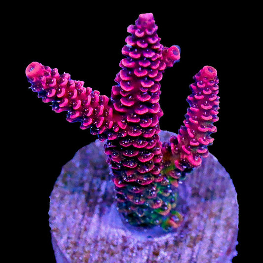 Hairy Berry Acropora Coral