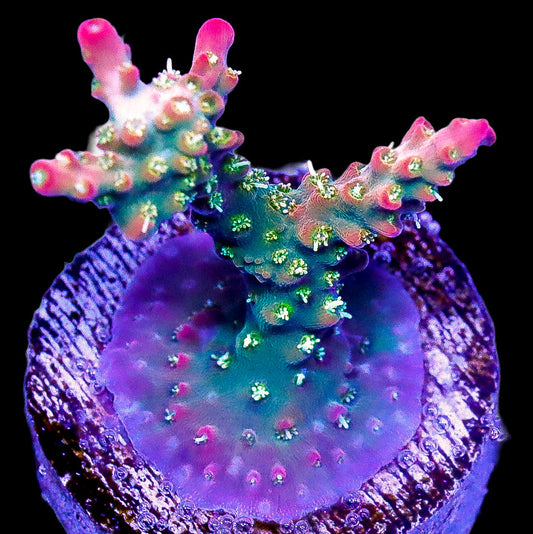 Fruit Loop Acropora Coral