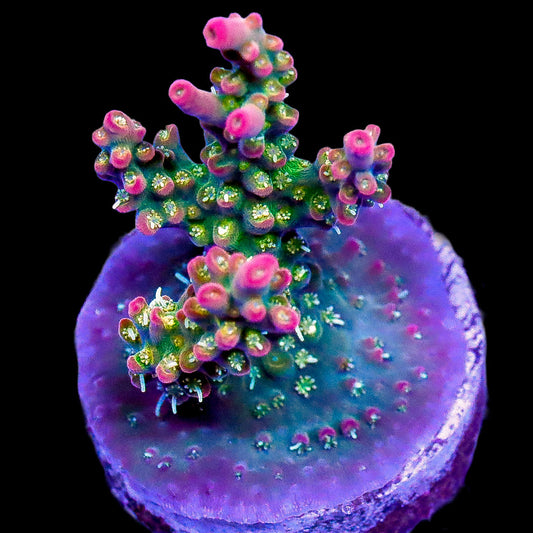 Fruit Loop Acropora Coral