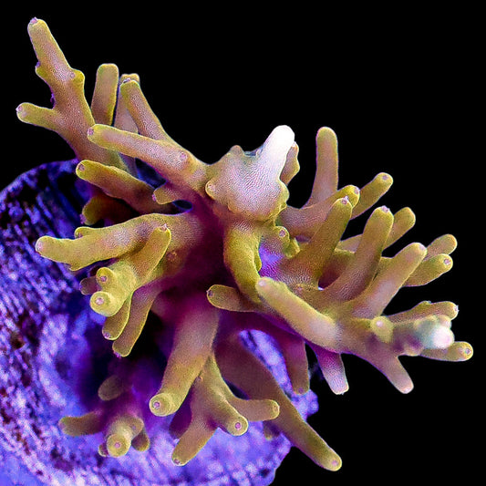 Golden Dragon Acropora Coral