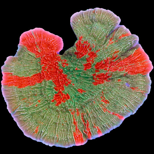 Grafted Montipora Capricornus Coral Colony