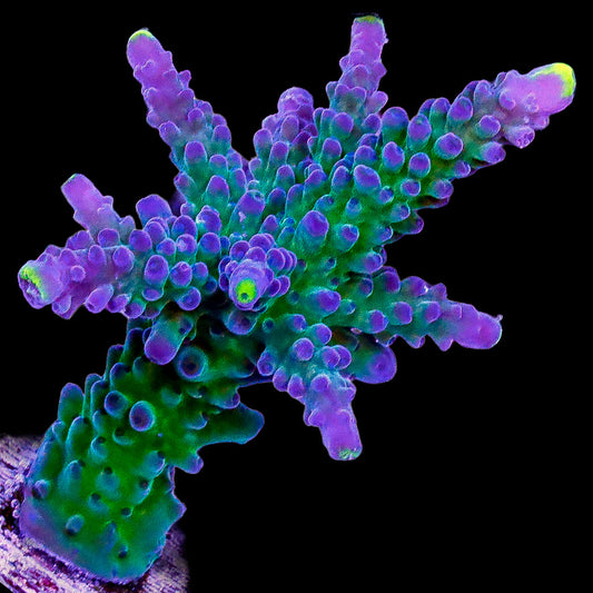 Alpha Austera Acropora Coral