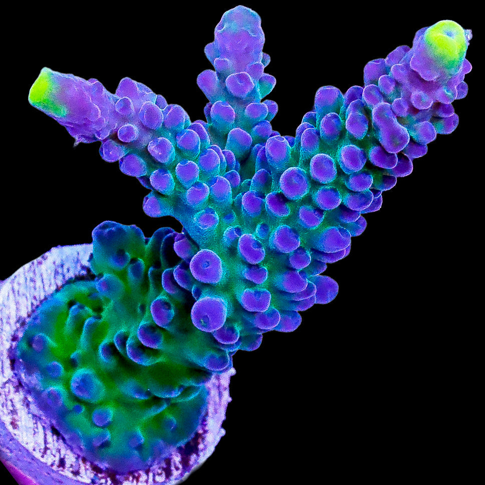 Alpha Austera Acropora Coral