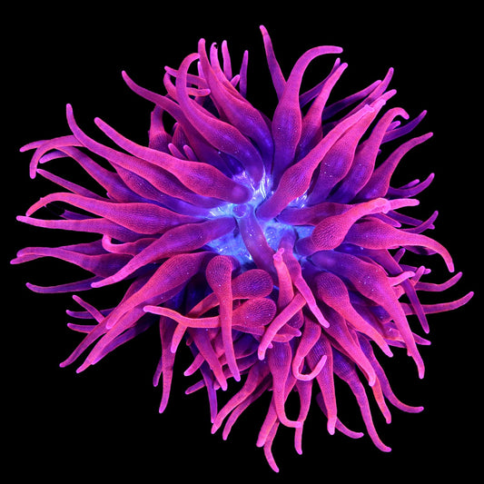 Black Widow Bubble Tip  Anemone