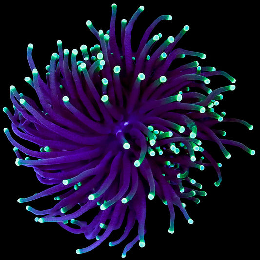 Kryptonite Torch Coral