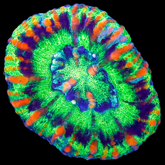 Aussie Button Scolymia Coral