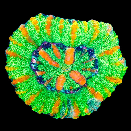 Aussie Button Scolymia Coral