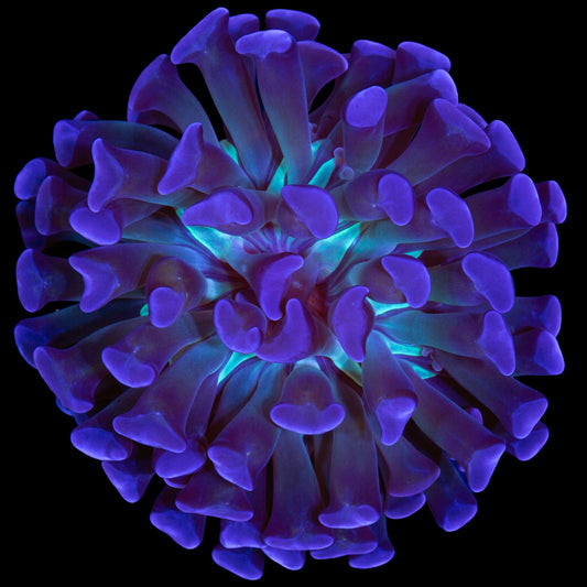 Green Center Branching Hammer Coral