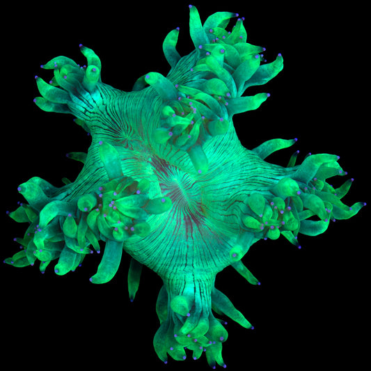 Aussie Elegance Coral