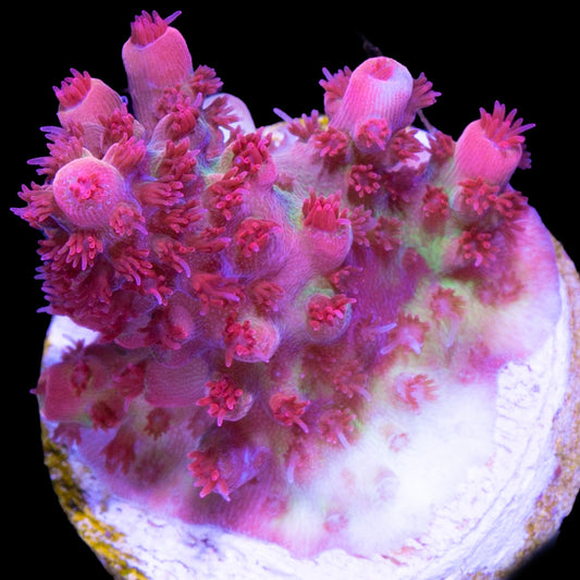Cherry Blossom Acropora Coral