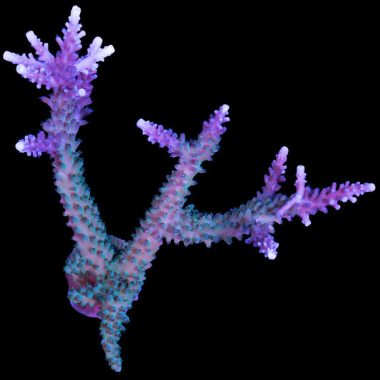 Blue Staghorn Acropora Coral Colony