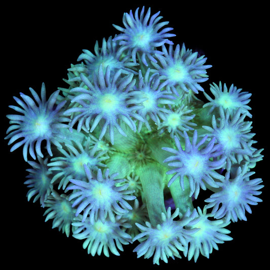 Blue Green Goniopora Coral