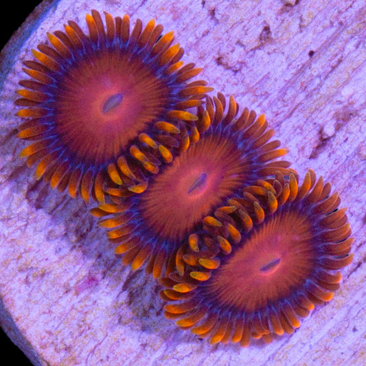 Vivid's Orange Bam Bam Zoanthids