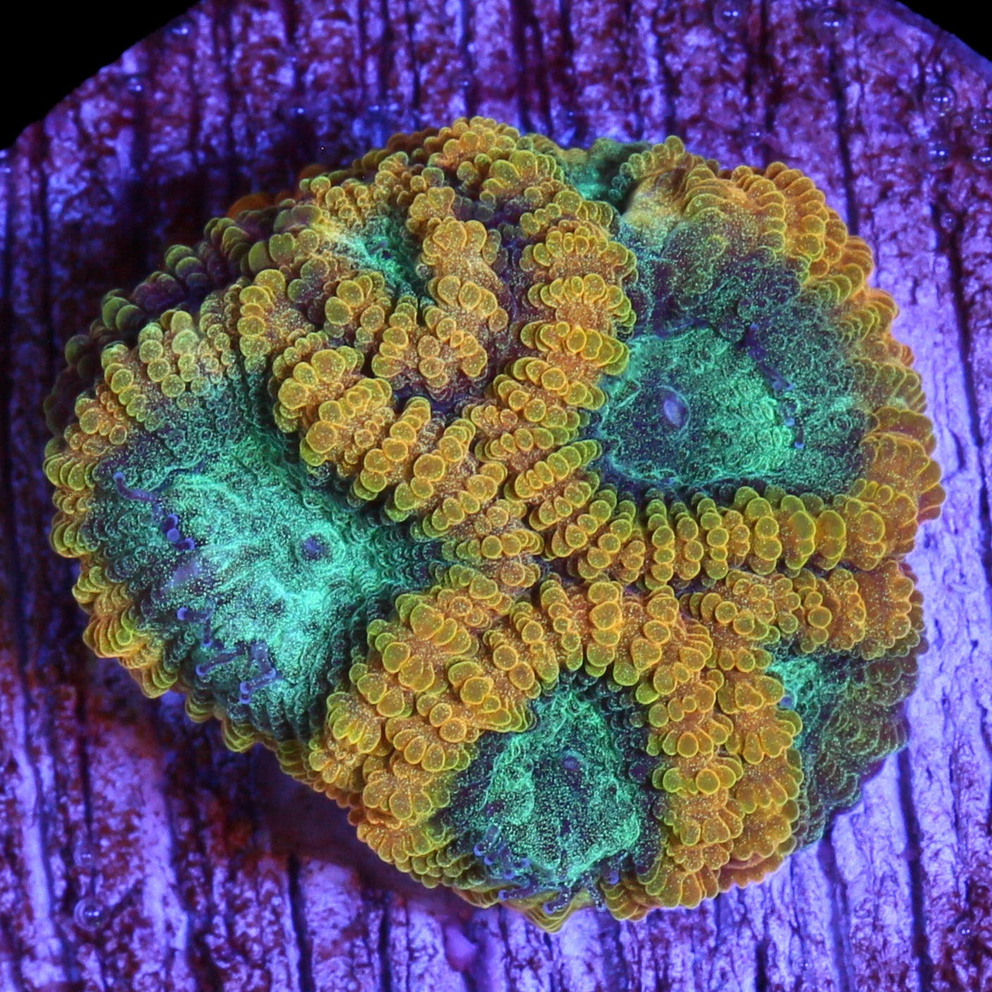 Blue Flame Favia Coral