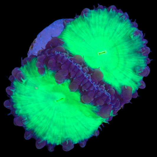 Emerald Blastomussa Coral
