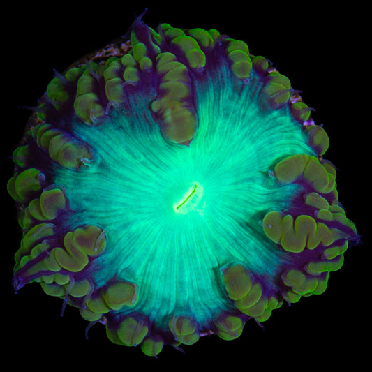 Emerald Blastomussa Coral