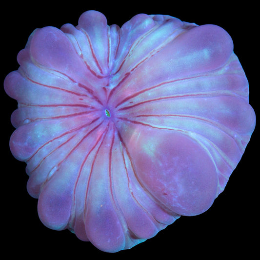 Fox Coral