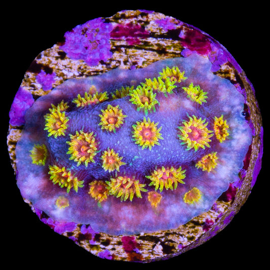 Bizarro Cyphastrea Coral