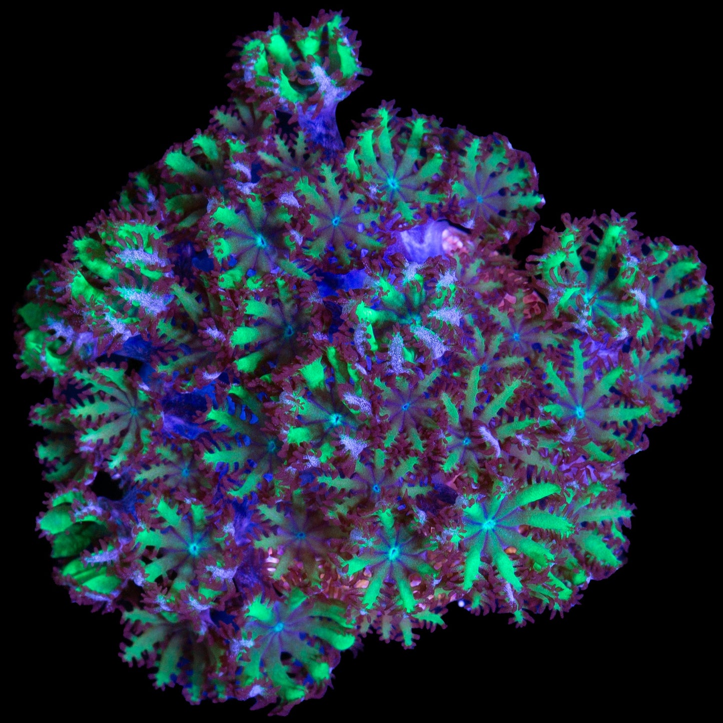 Atomic Sympodium Coral