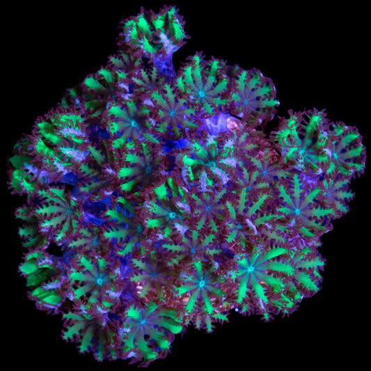 Atomic Sympodium Coral