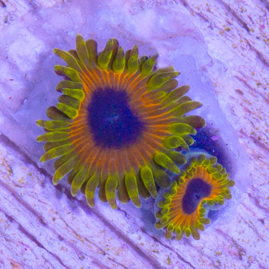 Great Owl Zoanthids
